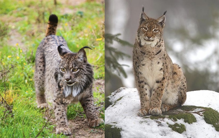 El lince ibérico se hibridó en un pasado reciente con el lince euroasiático