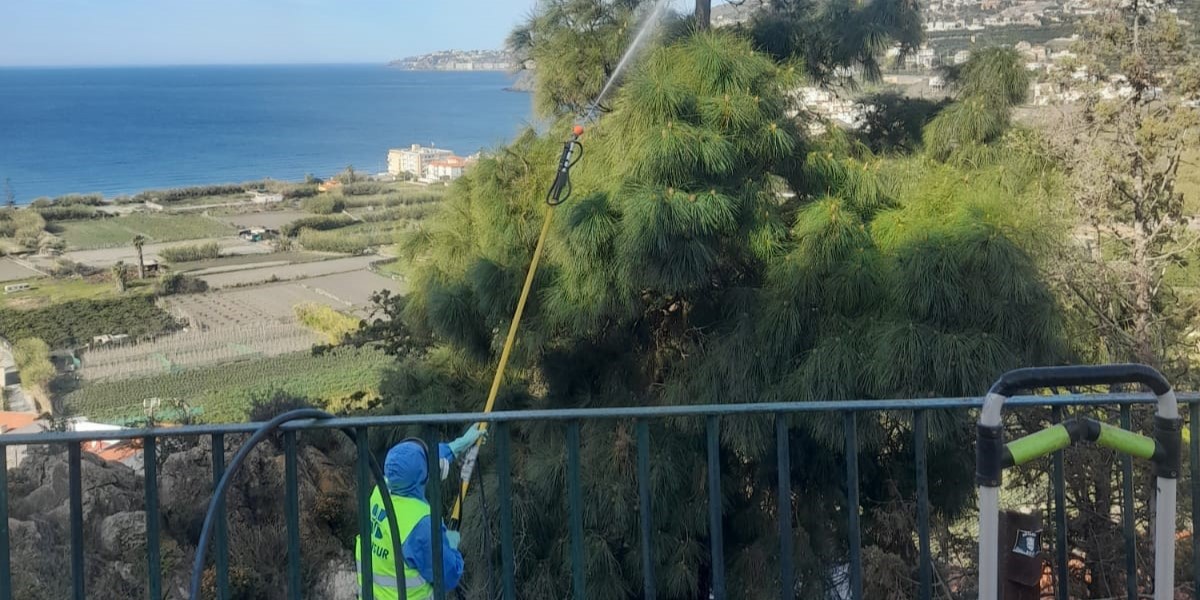 salobrena-lleva-a-cabo-un-plan-especial-contra-la-plaga-de-procesionaria