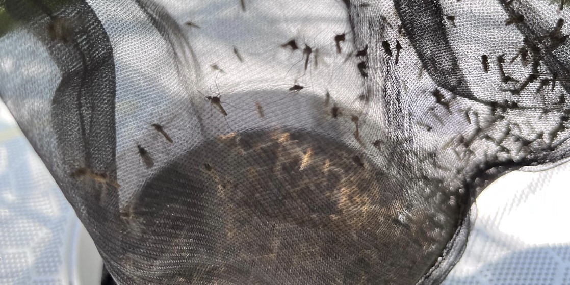 la-ugr-lidera-en-un-estudio-sobre-el-papel-del-mosquito-comun-en-la-transmision-de-la-malaria-aviar