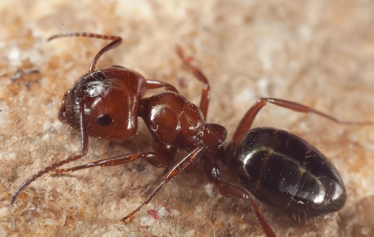una-investigacion-de-la-ugr-identifica-26-especies-de-hormigas-en-los-bosques-de-la-alhambra-senal-del-buen-estado-de-estos-espacios-verdes