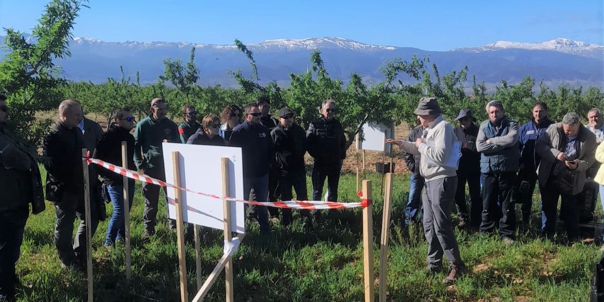 andalucia-oriental-constituye-la-mayor-area-de-produccion-ecologica-de-almendro-a-nivel-mundial