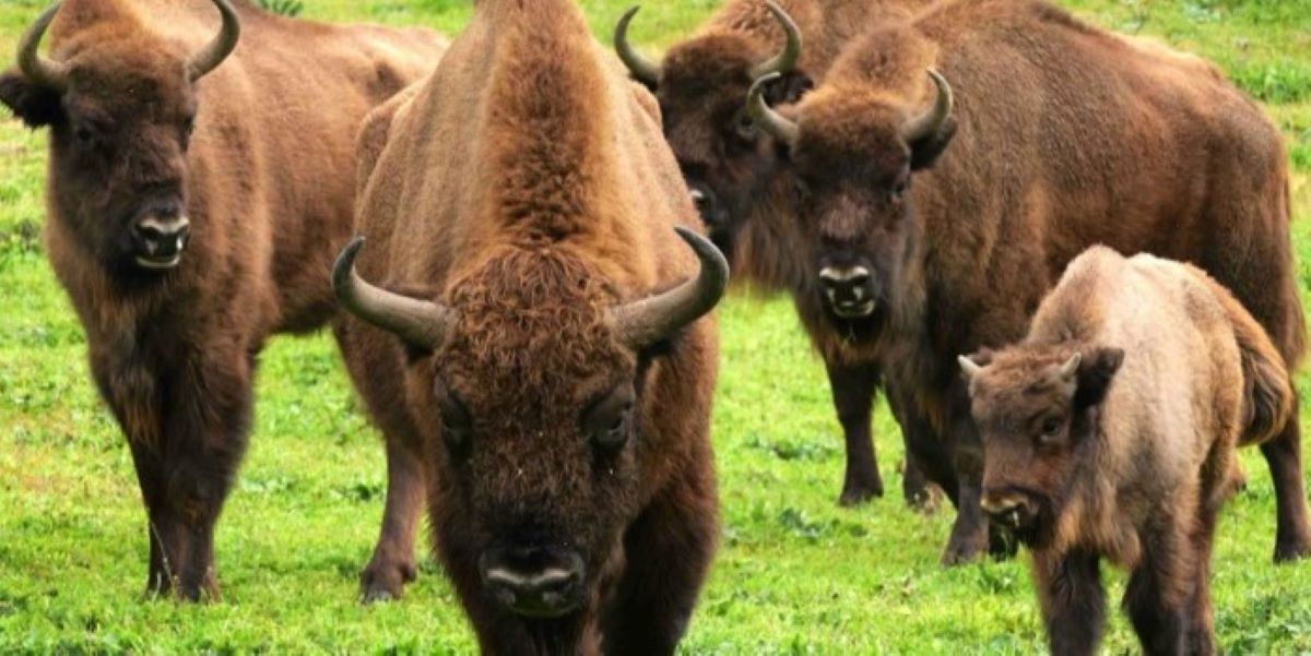 el-bisonte-especie-amenazada-se-puede-adaptar-bien-al-clima-mediterraneo-del-sur-de-espana