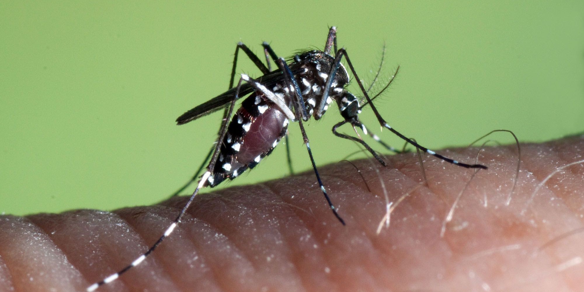los-mosquitos-adelantan-su-llegada-y-obligan-a-reforzar-los-planes-de-prevencion-y-control-de-plagas
