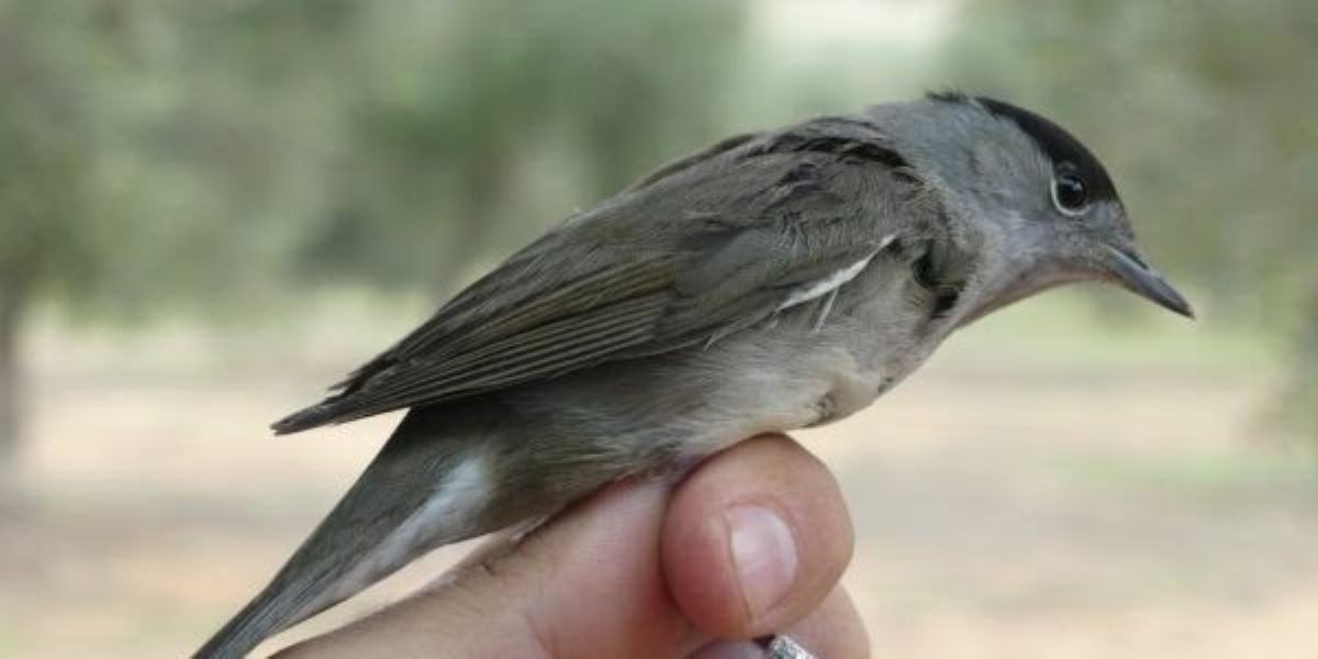 las-aves-migratorias-de-invierno-dispersan-casi-el-90-de-las-semillas-del-entorno-del-olivar