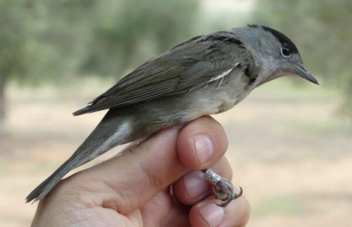 las-aves-migratorias-de-invierno-dispersan-casi-el-90-de-las-semillas-del-entorno-del-olivar