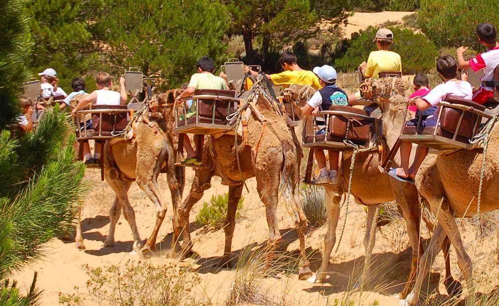 matalascanas-aires-africanos-y-su-paseo-en-camello-en-donana-valorada-como-la-primera-empresa-mas-demandada-por-el-turismo