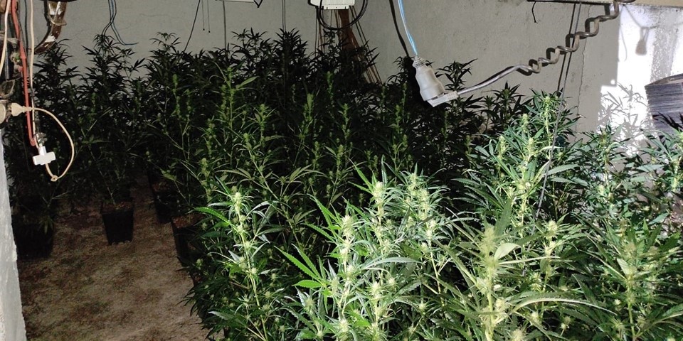 la-policia-nacional-desmantela-en-un-bar-y-un-piso-dos-plantaciones-indoor-con-500-plantas-de-marihuana
