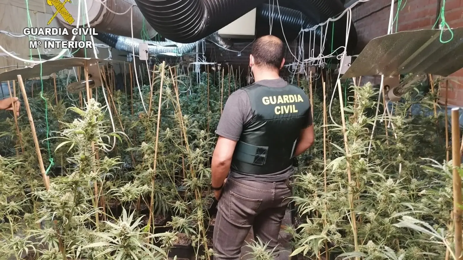 la-guardia-civil-desarticula-cinco-centros-de-produccion-de-marihuana-y-se-incauta-de-861-plantas-en-dos-operaciones