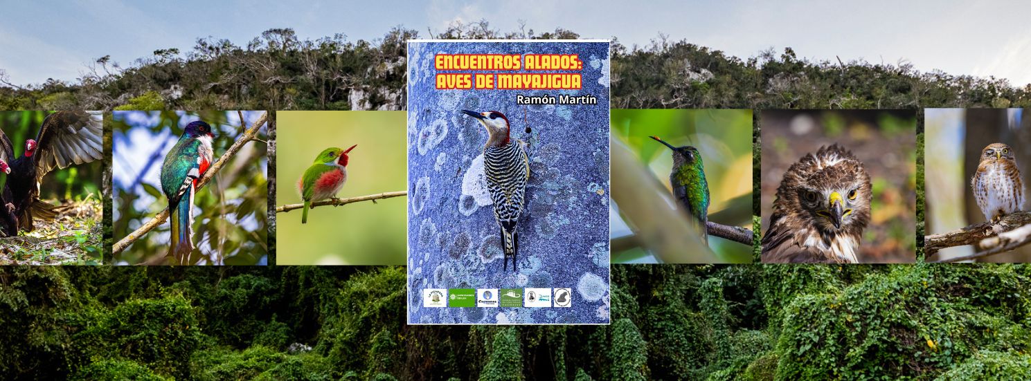 encuentros-alados-aves-de-mayajigua-una-exposicion-fotografica-para-preservar-la-belleza-natural-de-cuba