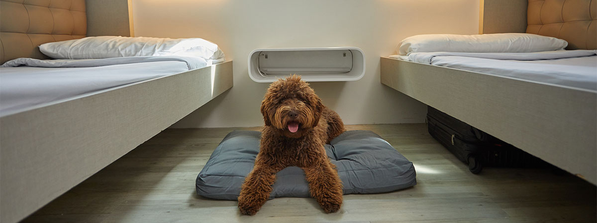 las-mascotas-que-tengan-como-destino-melilla-o-ceuta-podran-viajar-a-todo-confort-con-balearia