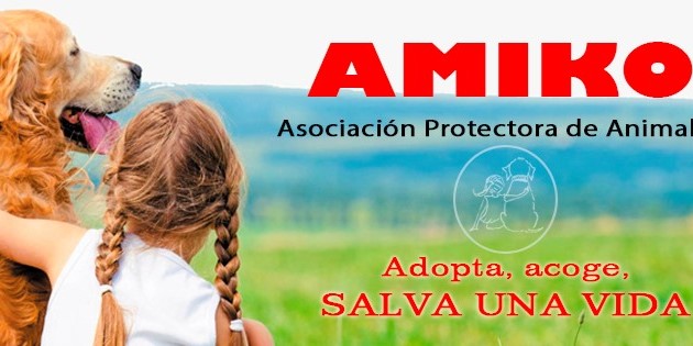 tropical-championship-de-cross-training-da-vibilidad-a-la-asociacion-protectora-de-animales-amiko-de-motril