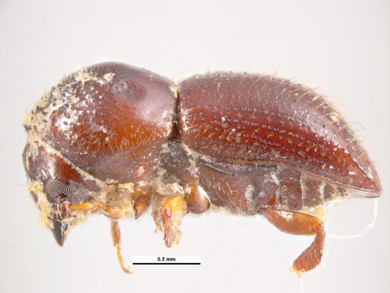 motril-la-ambrosia-un-insecto-que-ha-generado-preocupacion-en-el-sector-agricola-por-su-impacto-en-cultivos-subtropicales