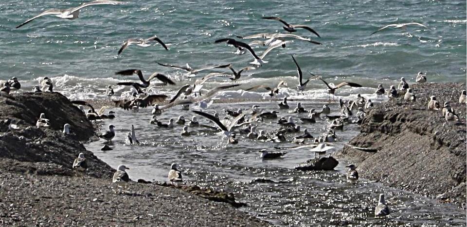 los-sonidos-que-emiten-las-crias-de-aves-no-solo-indican-hambre-sino-tambien-su-estado-de-salud