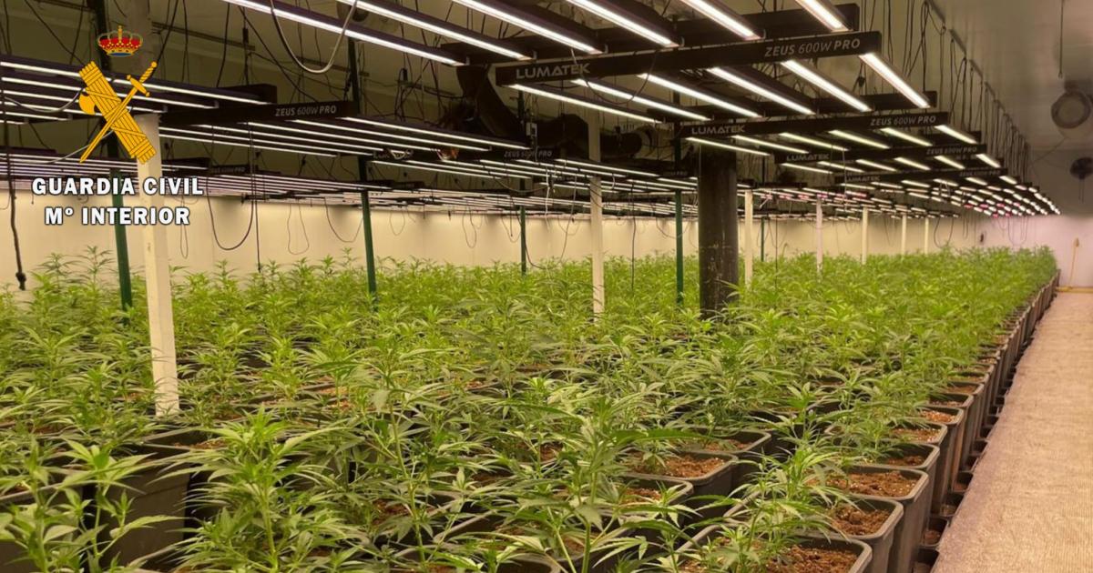 la-guardia-civil-se-incauta-de-3-370-plantas-de-cannabis-sativa-y-de-mas-de-26-kilos-de-marihuana