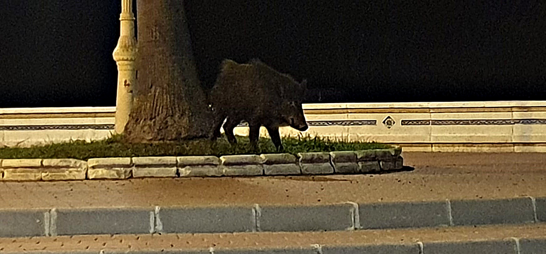 motril-un-jabali-disfrutando-de-la-noche-tropical-del-paseo-la-playa-de-poniente