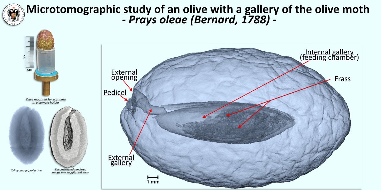investigadores-de-la-ugr-aplican-la-microtomografia-computerizada-para-estudiar-los-danos-que-las-plagas-producen-en-las-aceitunas