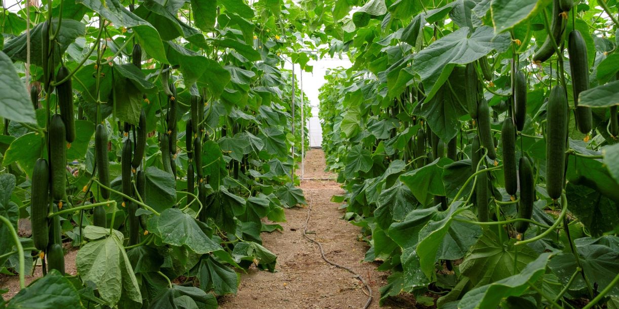 el-pepino-pimiento-calabacin-o-tomate-se-encuentran-en-una-situacion-preocupante-de-inestabilidad