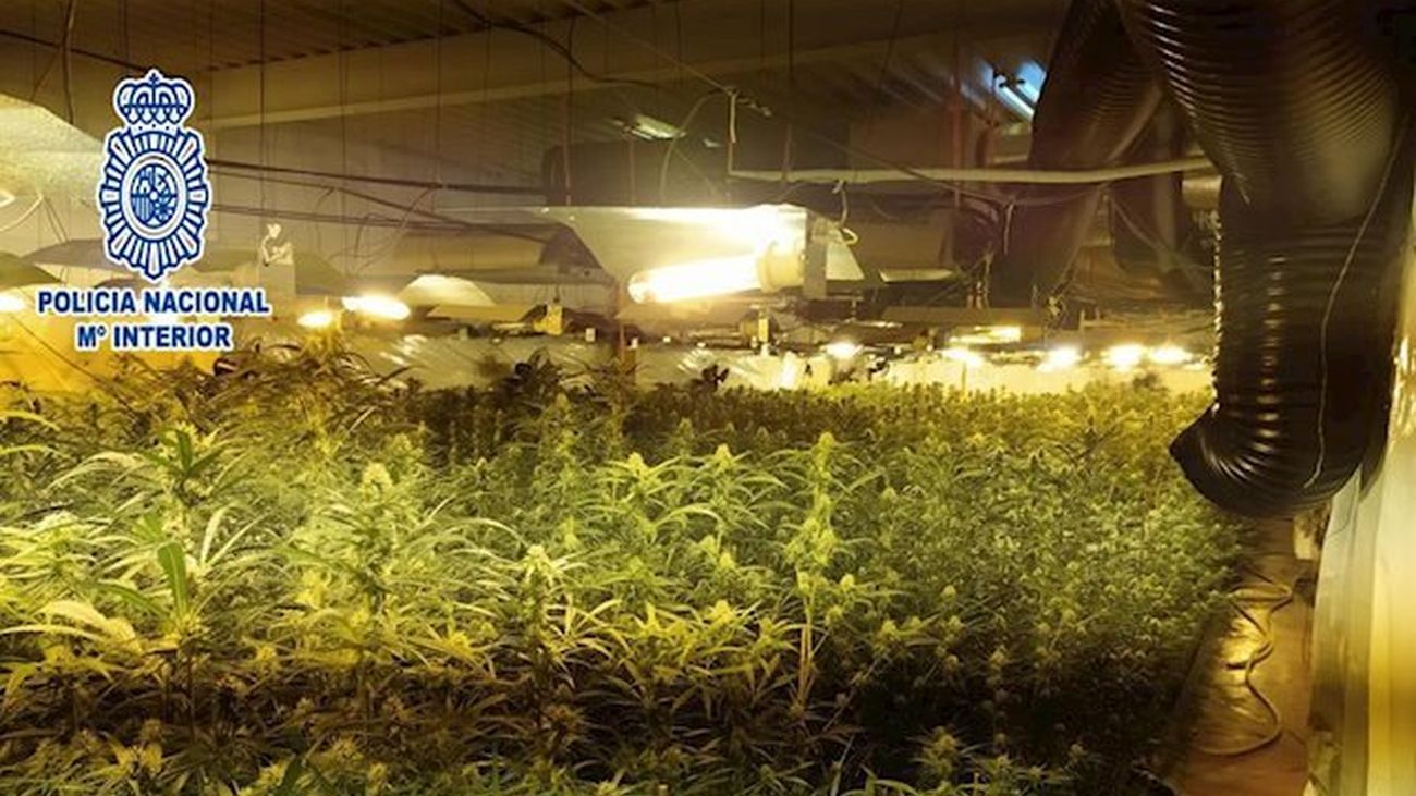 la-policia-nacional-interviene-mas-de-700-plantas-de-marihuana-en-dos-cultivos-in-door-descubiertos-en-dos-viviendas-de-la-misma-calle