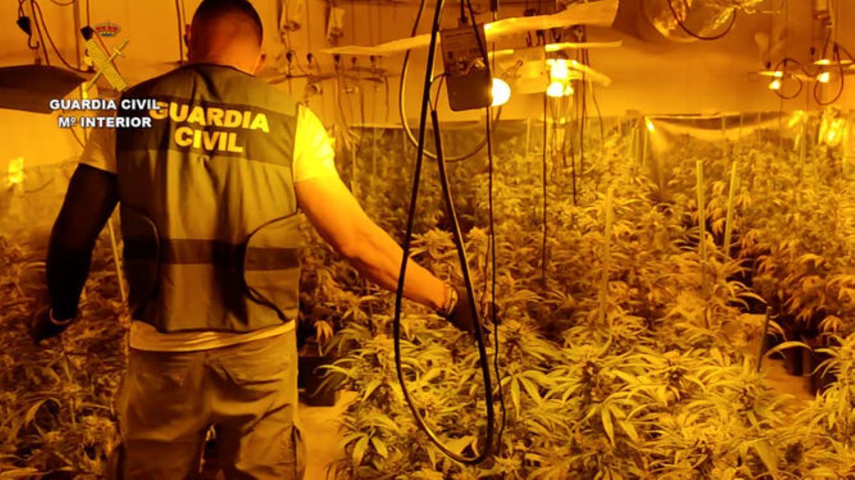 el-impacto-del-cultivo-de-marihuana-en-las-redes-electricas-de-granada