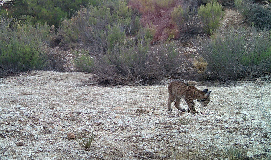 granada-han-llegado-al-mundo-los-dos-primeros-cachorros-de-lince-iberico-en-el-area-de-reintroduccion-de-sierra-arana