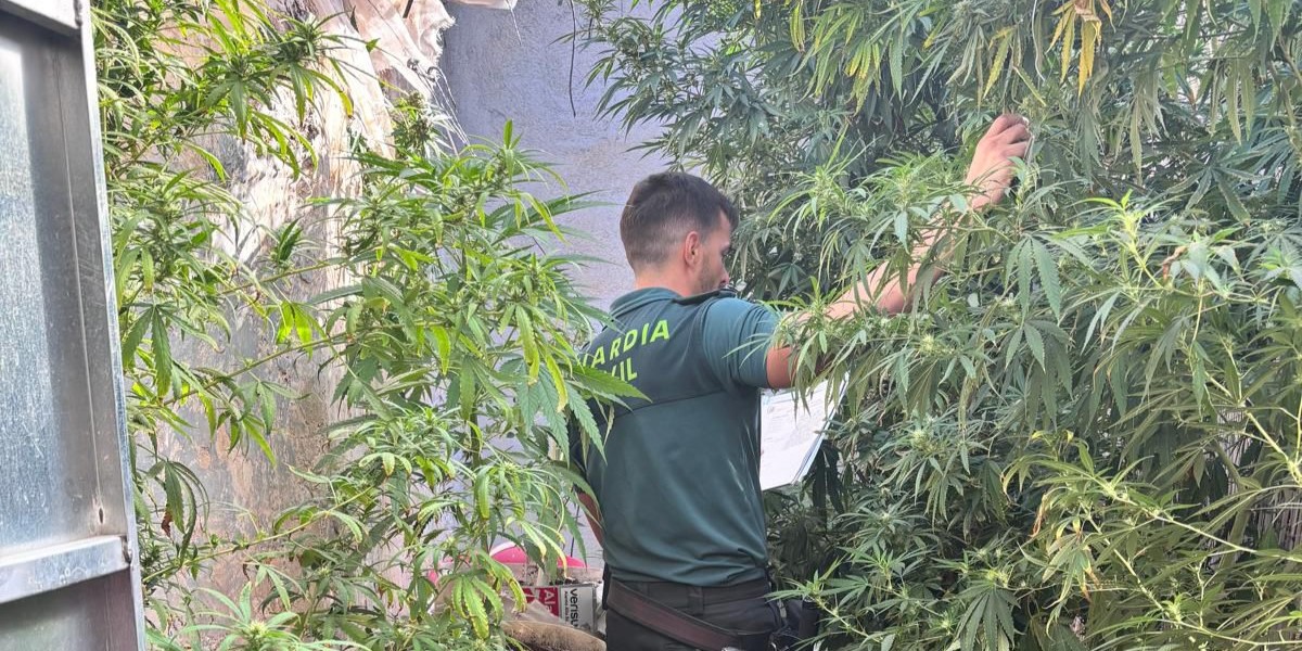 la-guardia-civil-desarticula-tres-centros-de-produccion-de-marihuana-en-huetor-tajar-y-uno-en-cogollos-vega