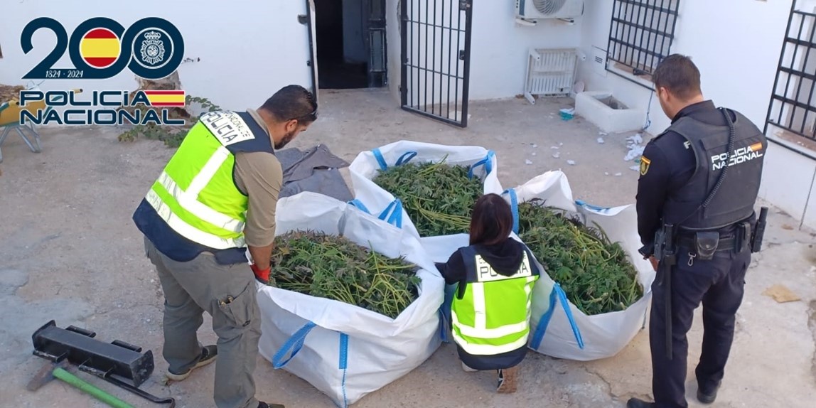 baza-la-policia-nacional-incauta-mas-de-430-plantas-de-marihuana-en-una-vivienda-situada