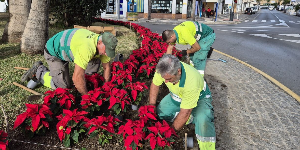 almunecar-pone-color-en-los-jardines-con-la-plantacion-de-pascueros-navidenos