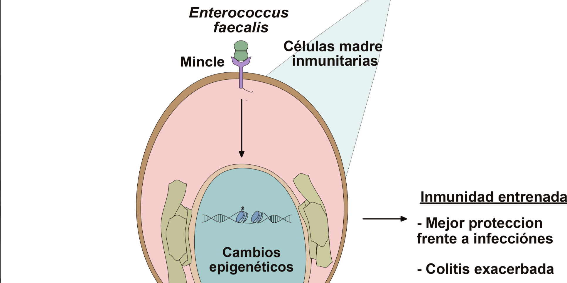 la-ugr-participa-en-una-investigacion-del-cnic-que-descubre-como-el-intestino-puede-influir-en-el-desarrollo-de-enfermedades-inflamatorias-o-cardiovasculares