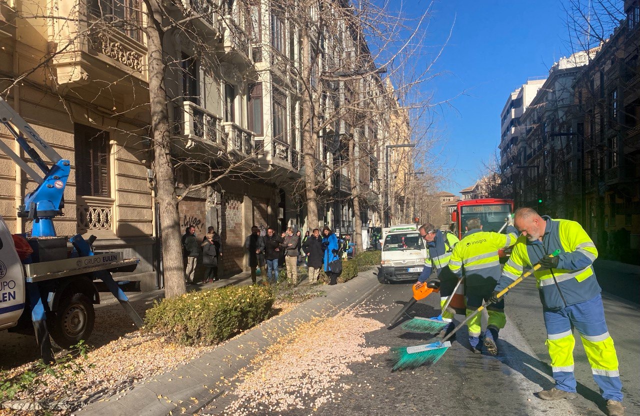 granada-se-convierte-en-ciudad-pionera-en-evitar-manchas-y-mal-olor-que-provocan-los-frutos-de-los-gingko-biloba-en-gran-via