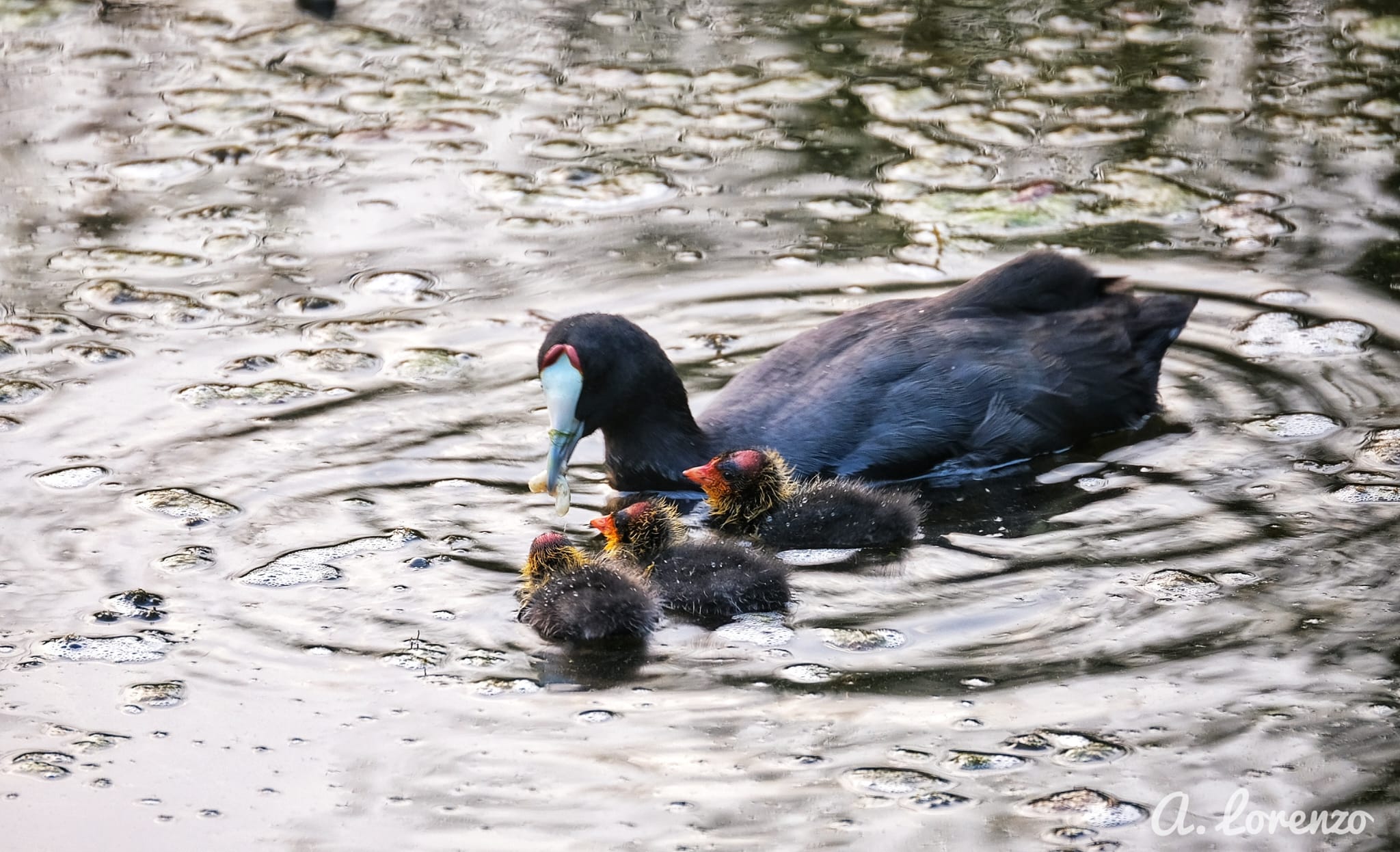 la-charca-suarez-de-motril-enclave-con-mayor-diversidad-de-aves-acuaticas-en-el-censo-invernal-de-la-junta-en-granada