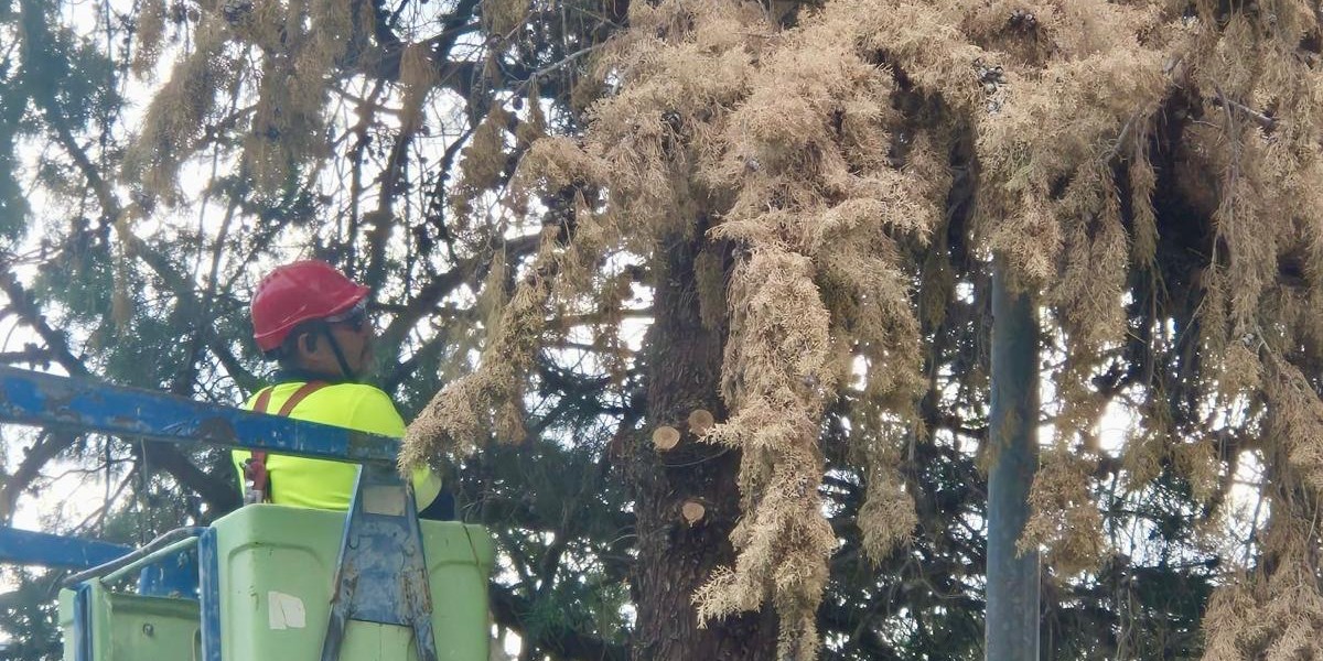 el-ayuntamiento-de-lanjaron-inicia-la-retirada-de-ejemplares-arboreos-en-mal-estado-para-garantizar-la-seguridad-de-los-vecinos