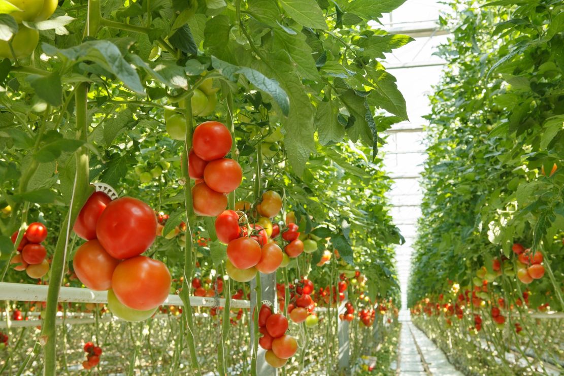 la-junta-solicita-al-estado-que-corrija-la-reduccion-de-modulos-de-irpf-de-2024-para-apoyar-al-sector-agrario-como-merece