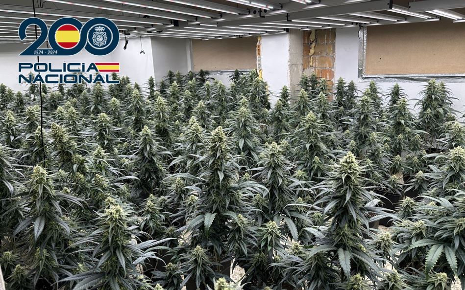 la-policia-nacional-desmantela-tres-plantaciones-de-marihuana-en-un-mismo-edificio-del-distrito-norte-con-casi-1-500-plantas-tres-detenidos