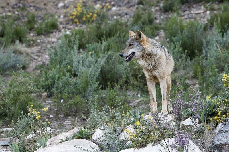 el-parlamento-europeo-aprueba-la-rebaja-de-la-proteccion-al-lobo