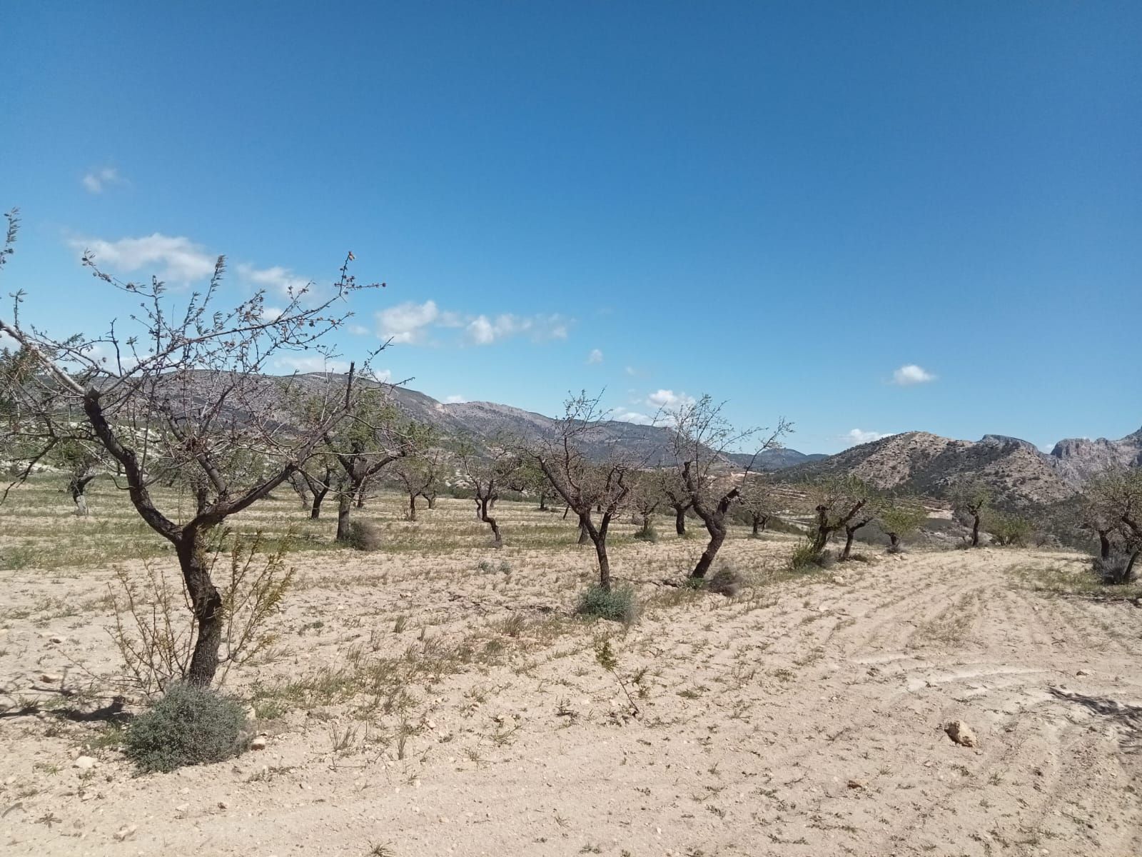 coag-exige-al-ministerio-de-agricultura-que-los-frutos-de-cascara-del-altiplano-sean-admitidos-en-las-ayudas-de-la-sequia