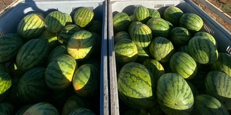 mas-sandias-menos-ganancias-el-campo-teme-repetir-en-2025-los-errores-de-campanas-pasadas