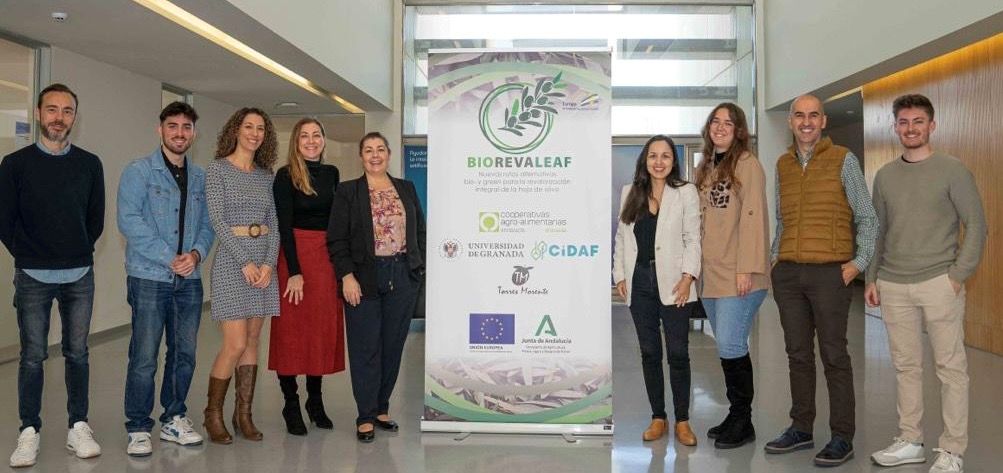 biorevaleaf-demuestra-el-potencial-de-la-hoja-de-olivo-como-fuente-de-fibra-proteinas-y-antioxidantes-para-la-industria-alimentaria