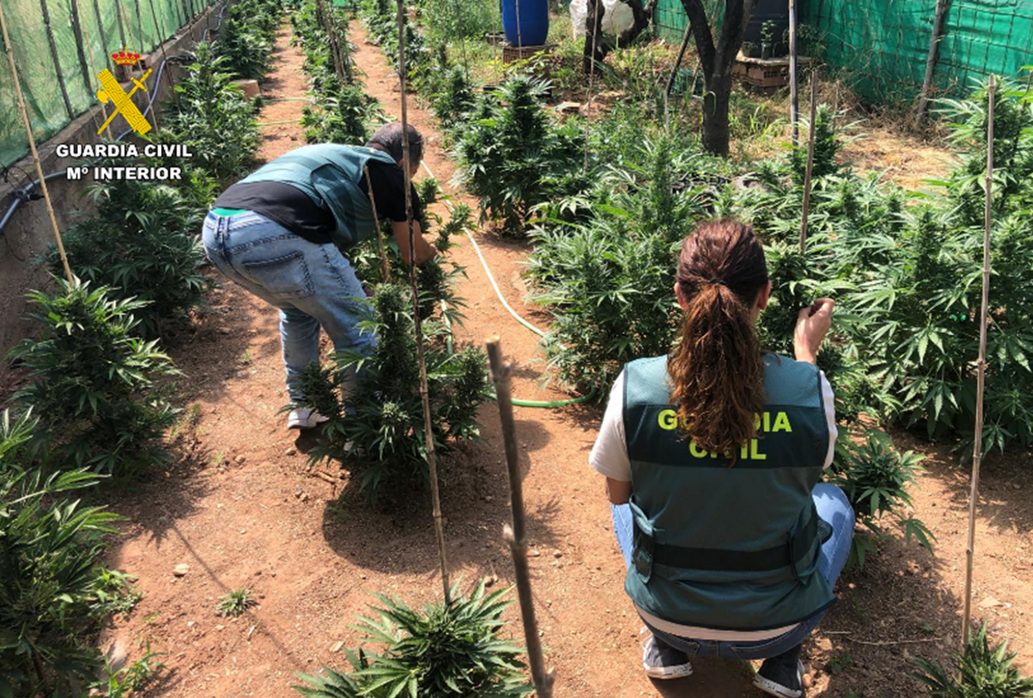 la-guardia-civil-ha-detenido-al-propietario-de-una-plantacion-exterior-de-marihuana-en-la-localidad-de-velez-de-benaudalla