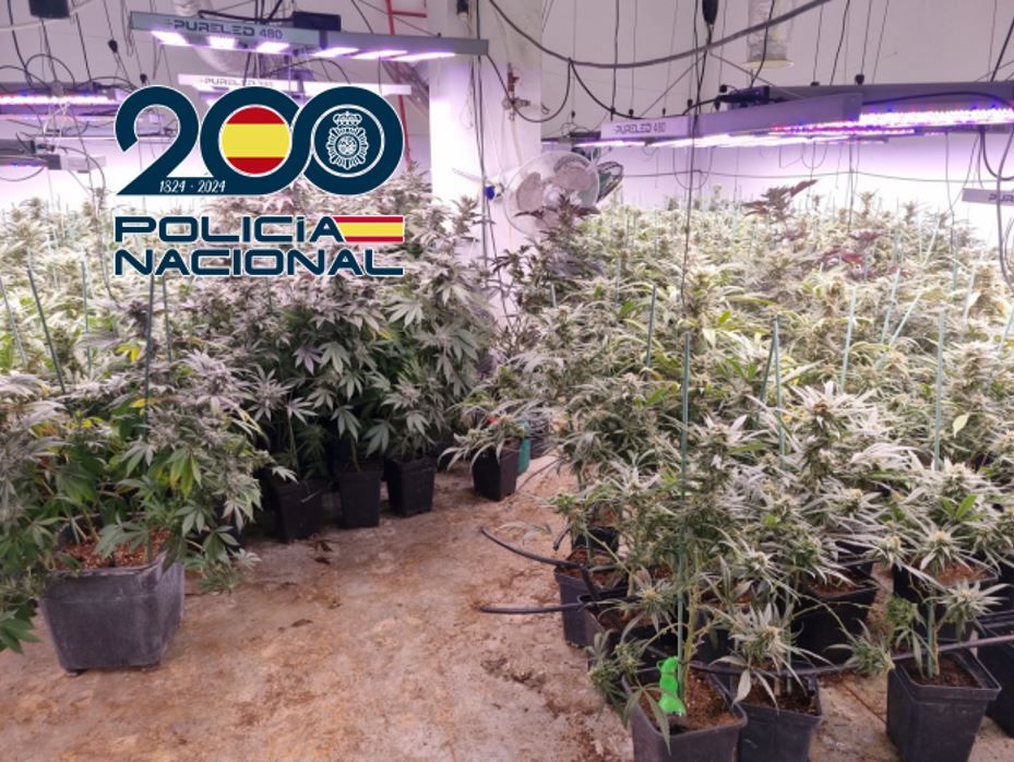 la-policia-nacional-desmantela-una-plantacion-indoor-con-mas-de-1-000-plantas-de-marihuana