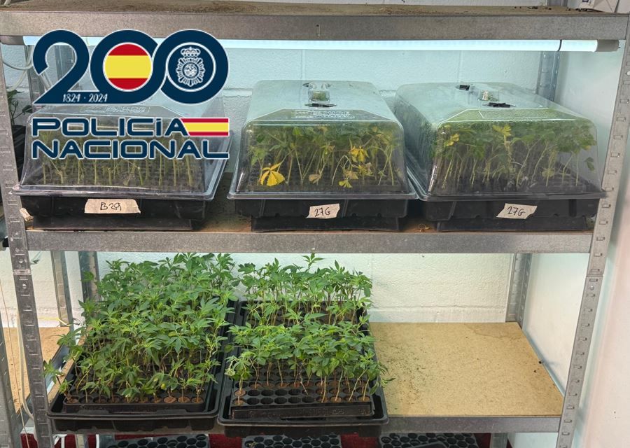 la-policia-nacional-desmantela-un-vivero-clandestino-con-cerca-de-8-500-plantas-de-marihuana