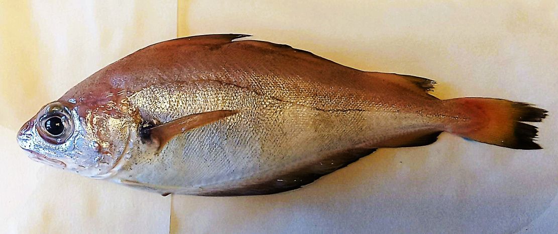 ugr-extraer-el-tubo-digestivo-al-pescado-inmediatamente-despues-de-su-captura-puede-reducir-el-riesgo-de-anisakiasis