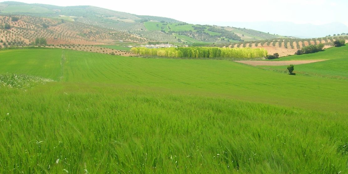 asaja-granada-el-cultivo-de-cereal-ha-dejado-de-ser-viable-economicamente