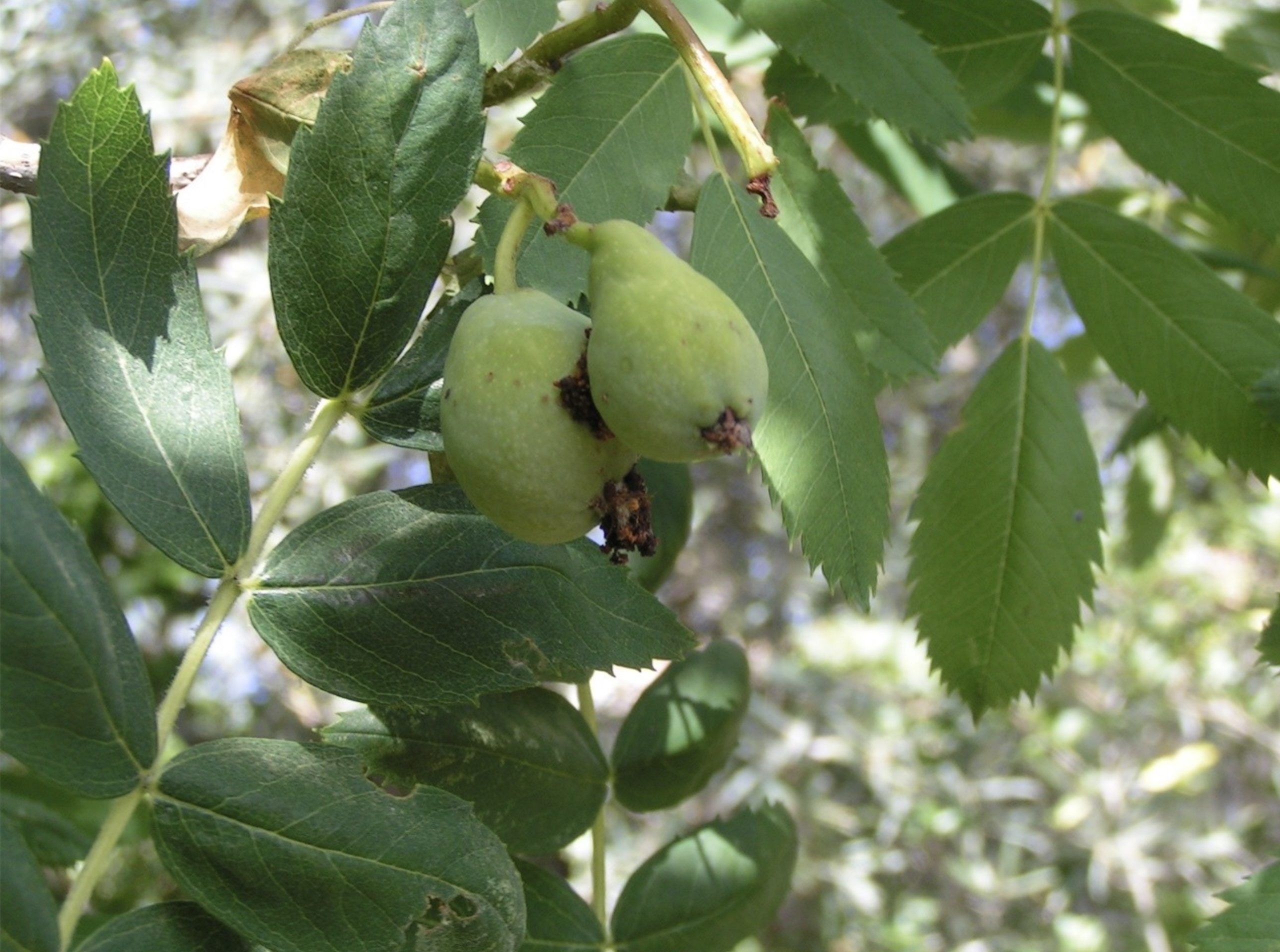investigadores-de-la-universidad-de-granada-descubren-el-alto-poder-antioxidante-de-frutas-tradicionales-de-la-vega-de-granada