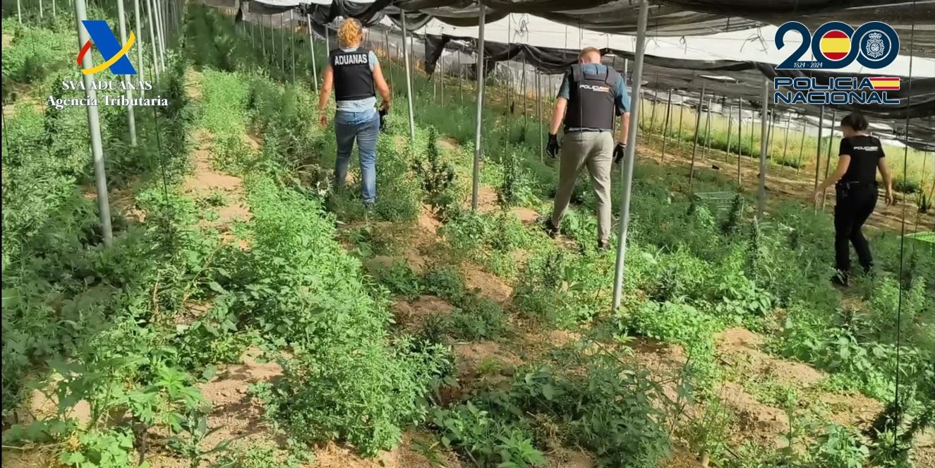 desmantelan-en-albondon-una-macroplantacion-de-marihuana-con-mas-de-3-300-plantas-y-90-kilos-envasados-valorados-en-16-millones-de-euros-cuatro-detenidos