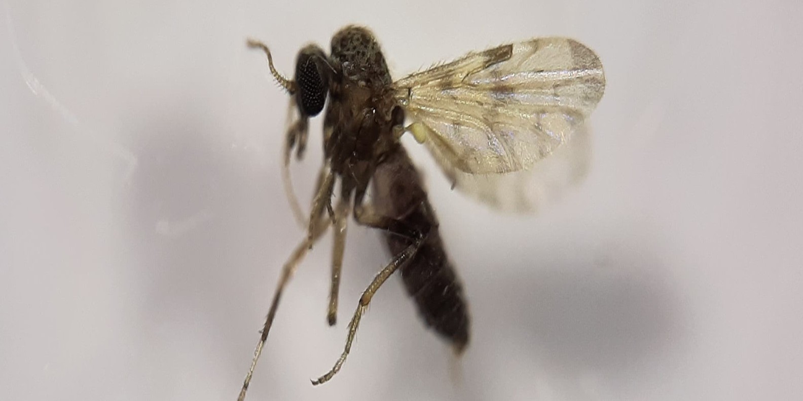 los-culicoides-posibles-vectores-olvidados-de-parasitos-en-aves-silvestres-europeas-preguntar-a-chatgpt