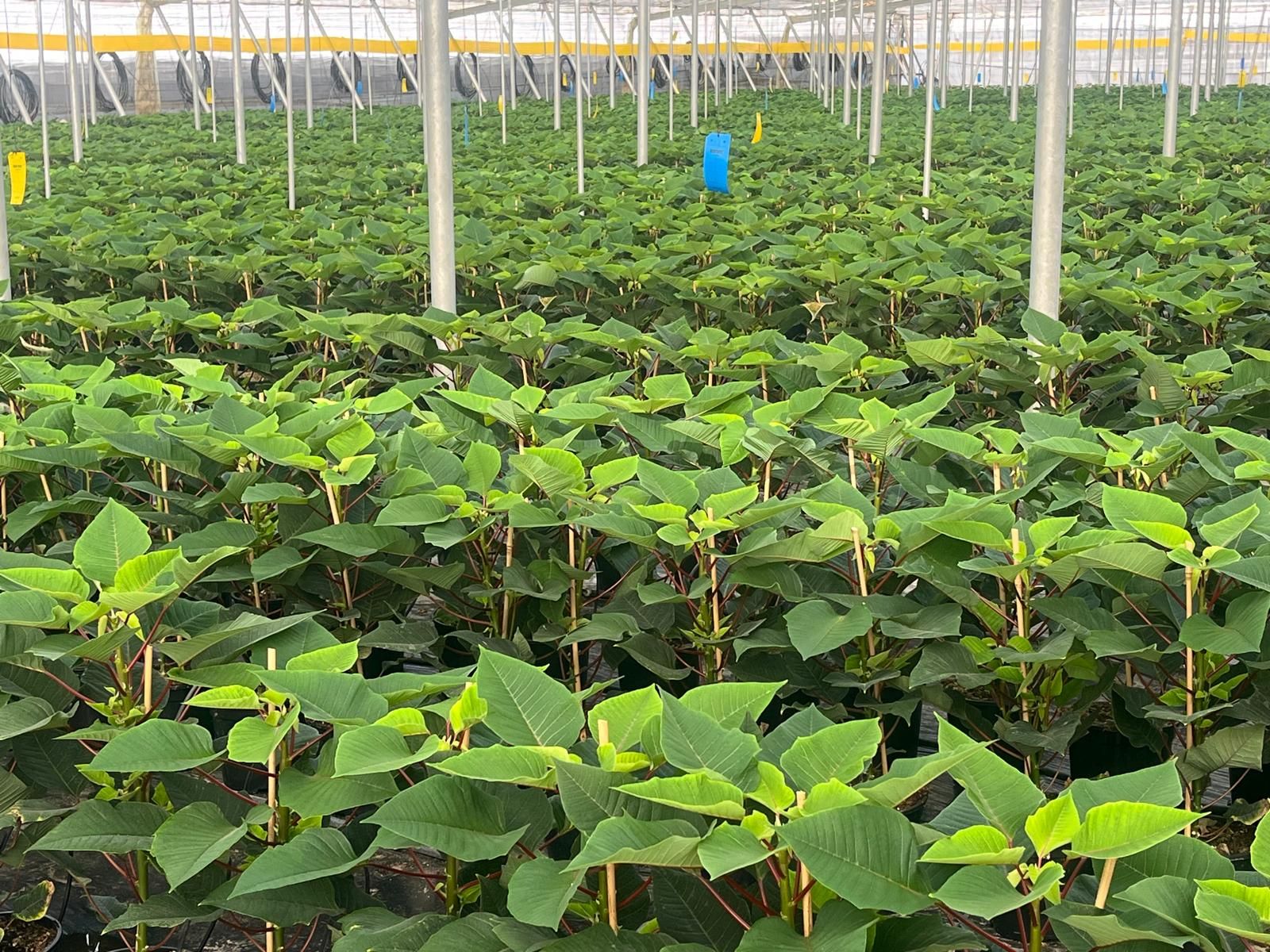 la-flor-de-pascua-que-adorna-los-hogares-en-diciembre-se-cultiva-ya-en-los-invernaderos-de-almeria