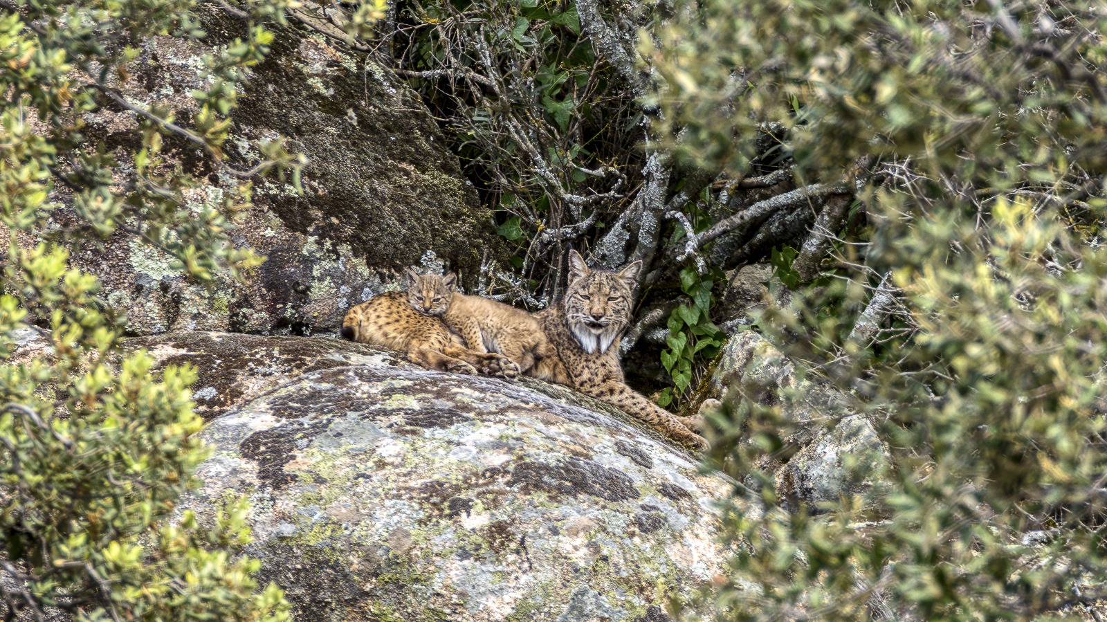 sierra-de-andujar-tras-las-huellas-del-lince-iberico-y-la-guardiana-del-rio
