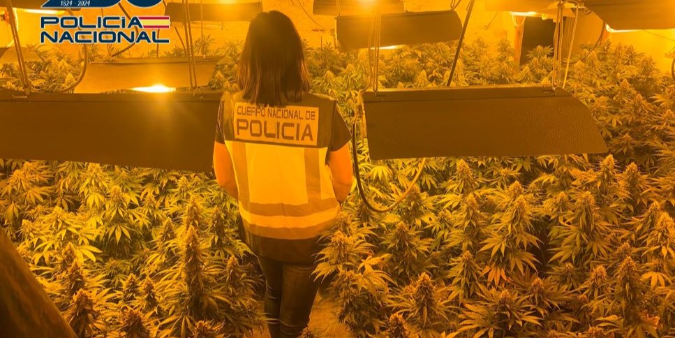 la-policia-nacional-desmantela-cuatro-plantaciones-de-marihuana-en-baza-y-granada-con-557-plantas-incautadas-y-siete-detenidos