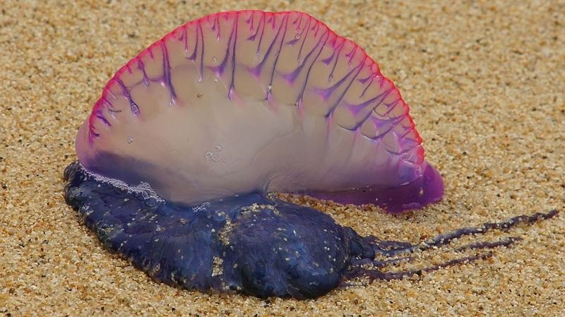 se-demuestra-que-las-condiciones-del-mar-en-abril-predicen-la-proliferacion-de-medusas-en-verano