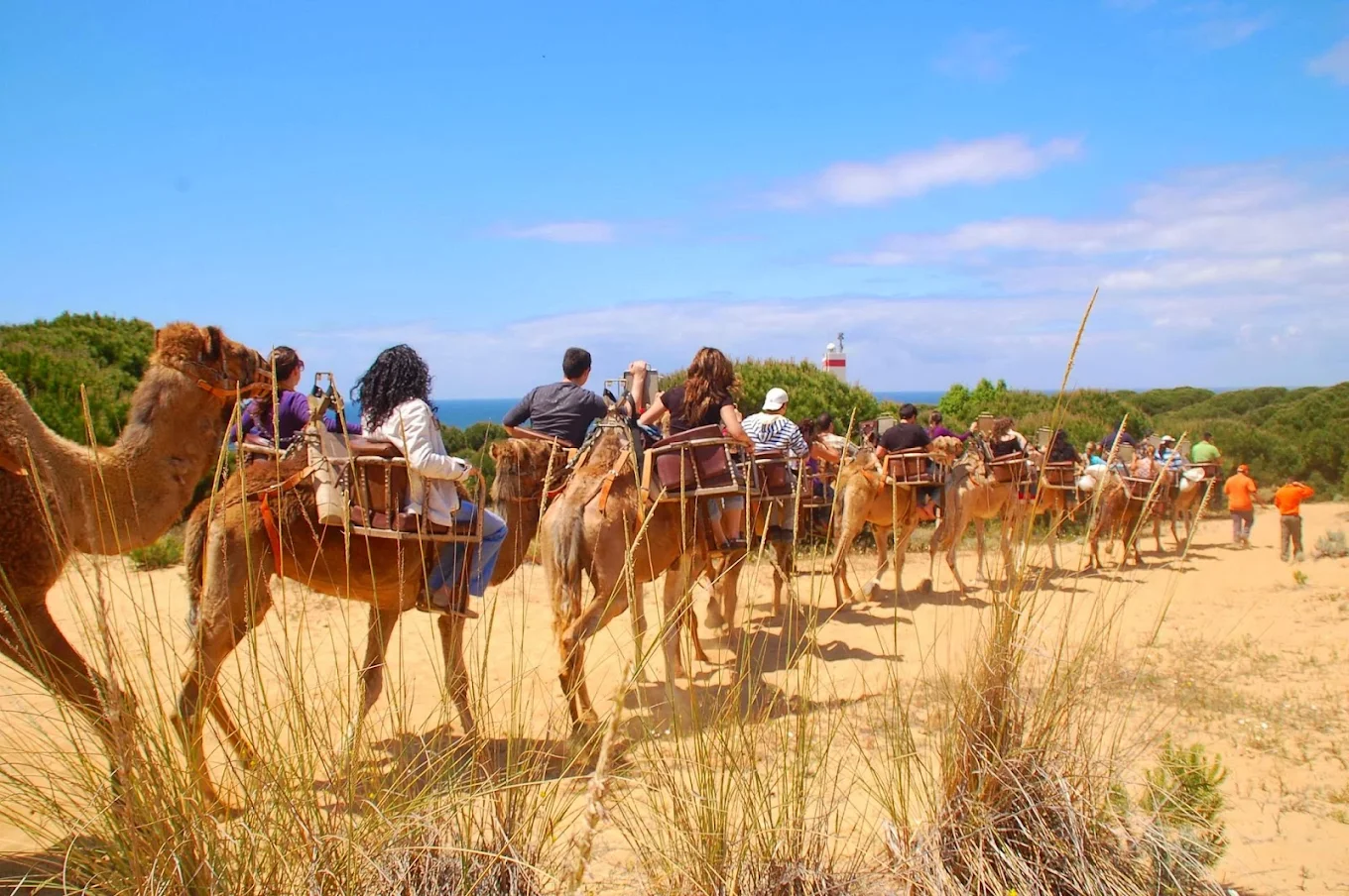 donana-autentica-paseos-en-camello-con-aires-africanos-y-la-tradicion-de-la-recogida-de-las-yeguas-en-hinojos